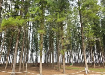 Pantai Melawi, Bachok – Pantai Tenang dengan Jiwa Tradisional Kelantan