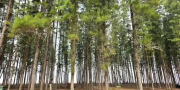 Pantai Melawi, Bachok – Pantai Tenang dengan Jiwa Tradisional Kelantan