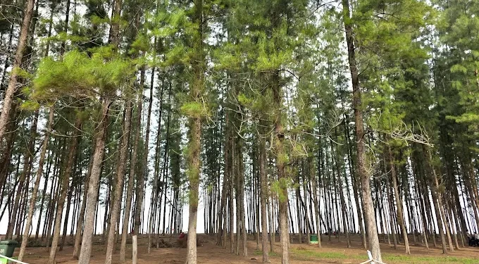 Pantai Melawi, Bachok – Pantai Tenang dengan Jiwa Tradisional Kelantan