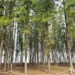 Pantai Melawi, Bachok – Pantai Tenang dengan Jiwa Tradisional Kelantan